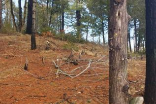 Photograph taken from the shoreline at Johnston’s Point, showing a clearing. The presentation included two Youtube videos that scan the shoreline showing trees and undergrowth have been removed.